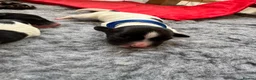 English Springer Spaniel dogs for sale: KC Champion bred Springer Spaniels - Advert 11