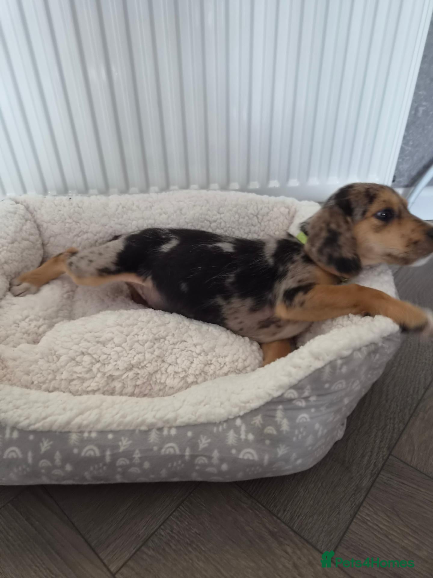 Beagle dogs Beaglepoo/poogles - Advert 1