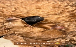 Cockapoo dogs for sale: Stunning cockapoo puppies - Advert 2