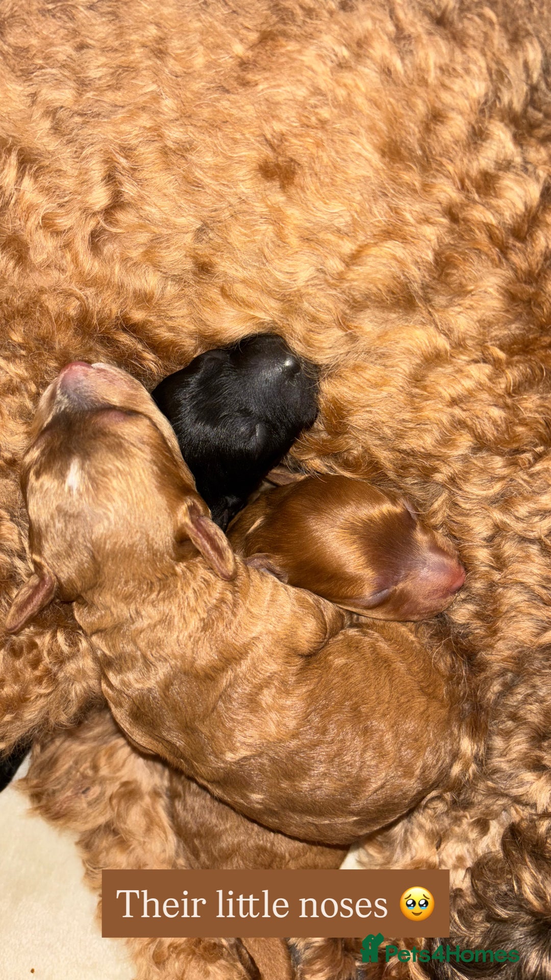 Cockapoo dogs for sale: Stunning cockapoo puppies - Advert 2