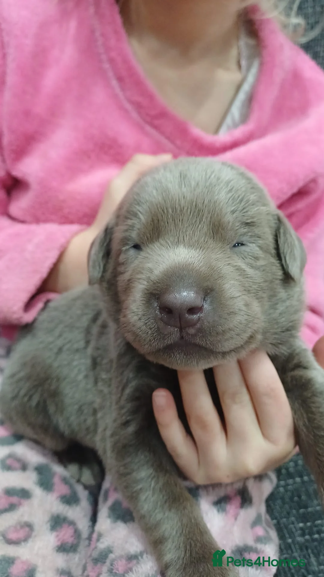 Labrador Retriever dogs for sale: **Champagne and Silver Labrador Puppies** - Advert 3