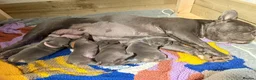 French Bulldog dogs for sale: French Bulldog Pups - Advert 2