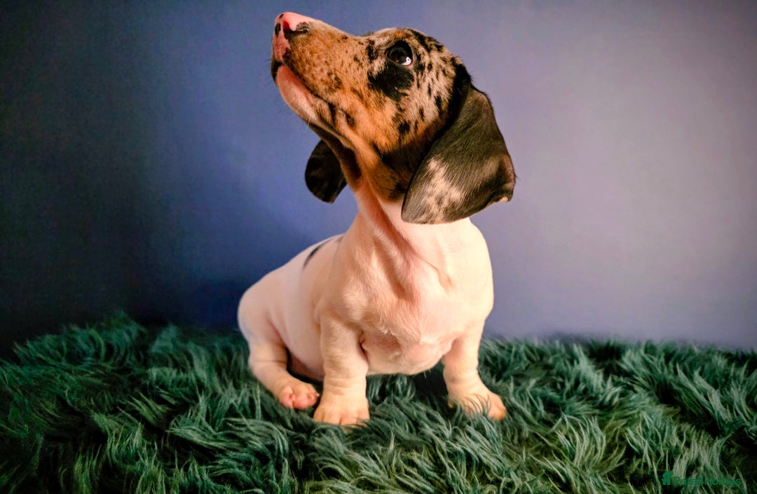 Dachshund dogs for sale: KC Registered Shorthaired dachshunds  - Advert 14
