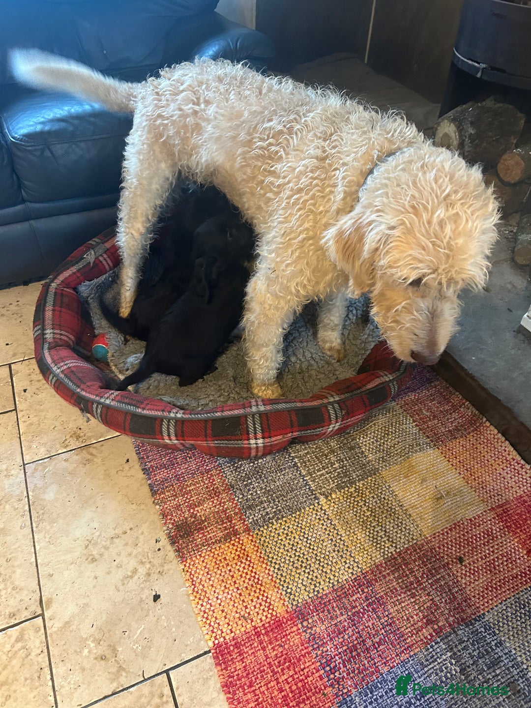 Mixed Breed dogs for sale: Cavapoo Puppies - Advert 7