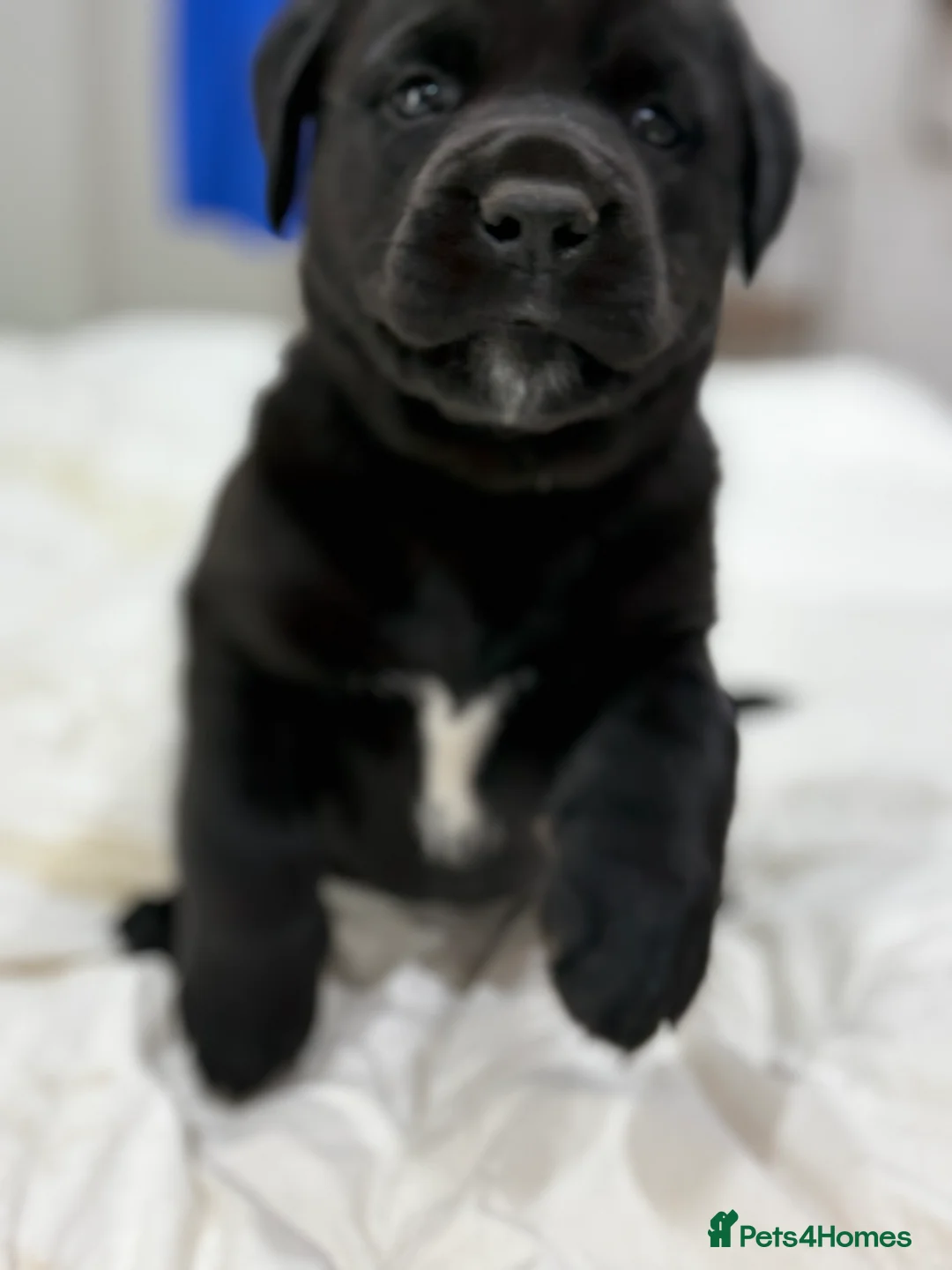 Mixed Breed dogs for sale: Beautiful friendly cane Corso crosses  - Advert 18