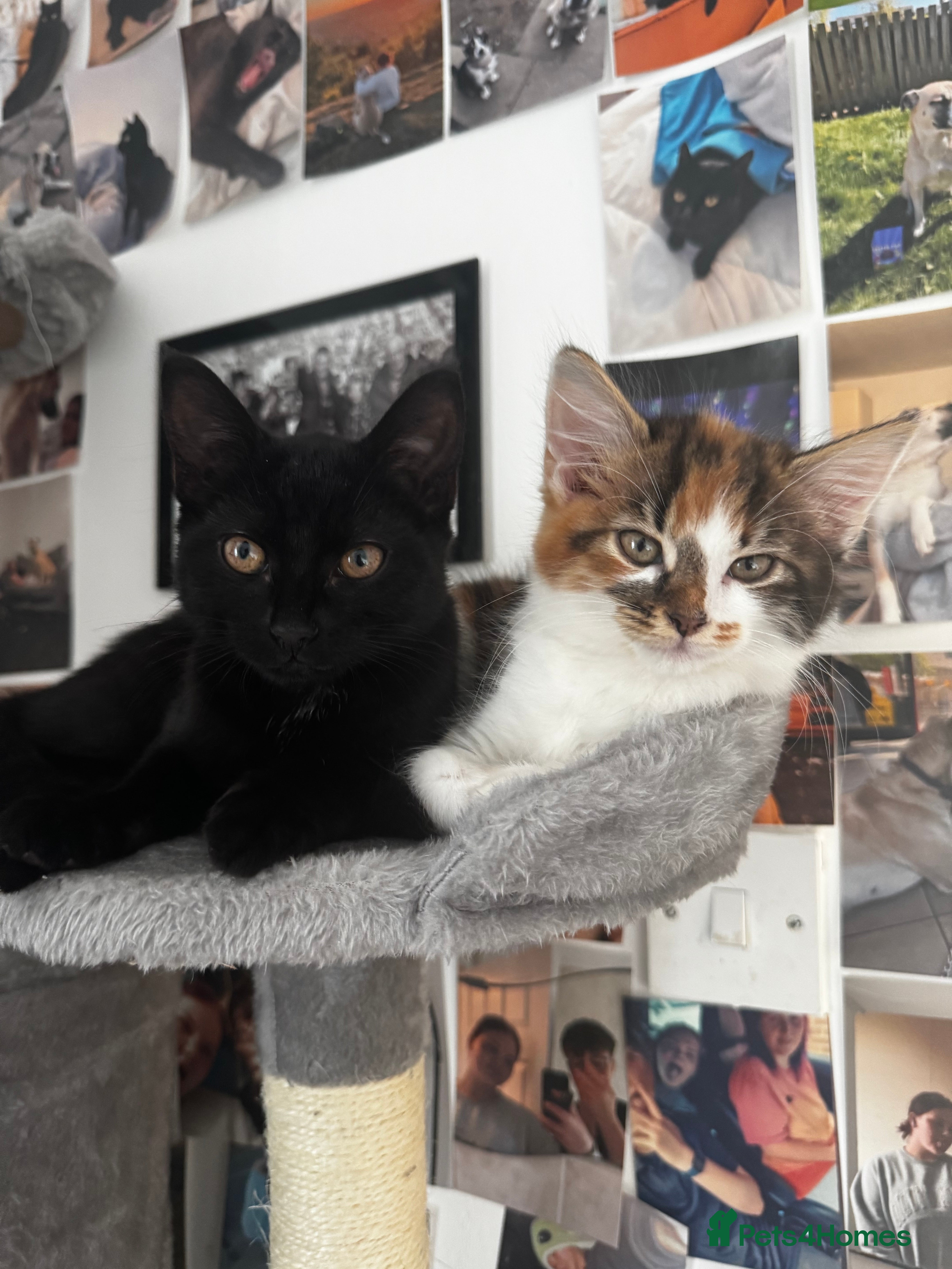 Mixed Breed cats female kittens. - Advert 3