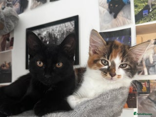 Mixed Breed cats female kittens. - Advert 3