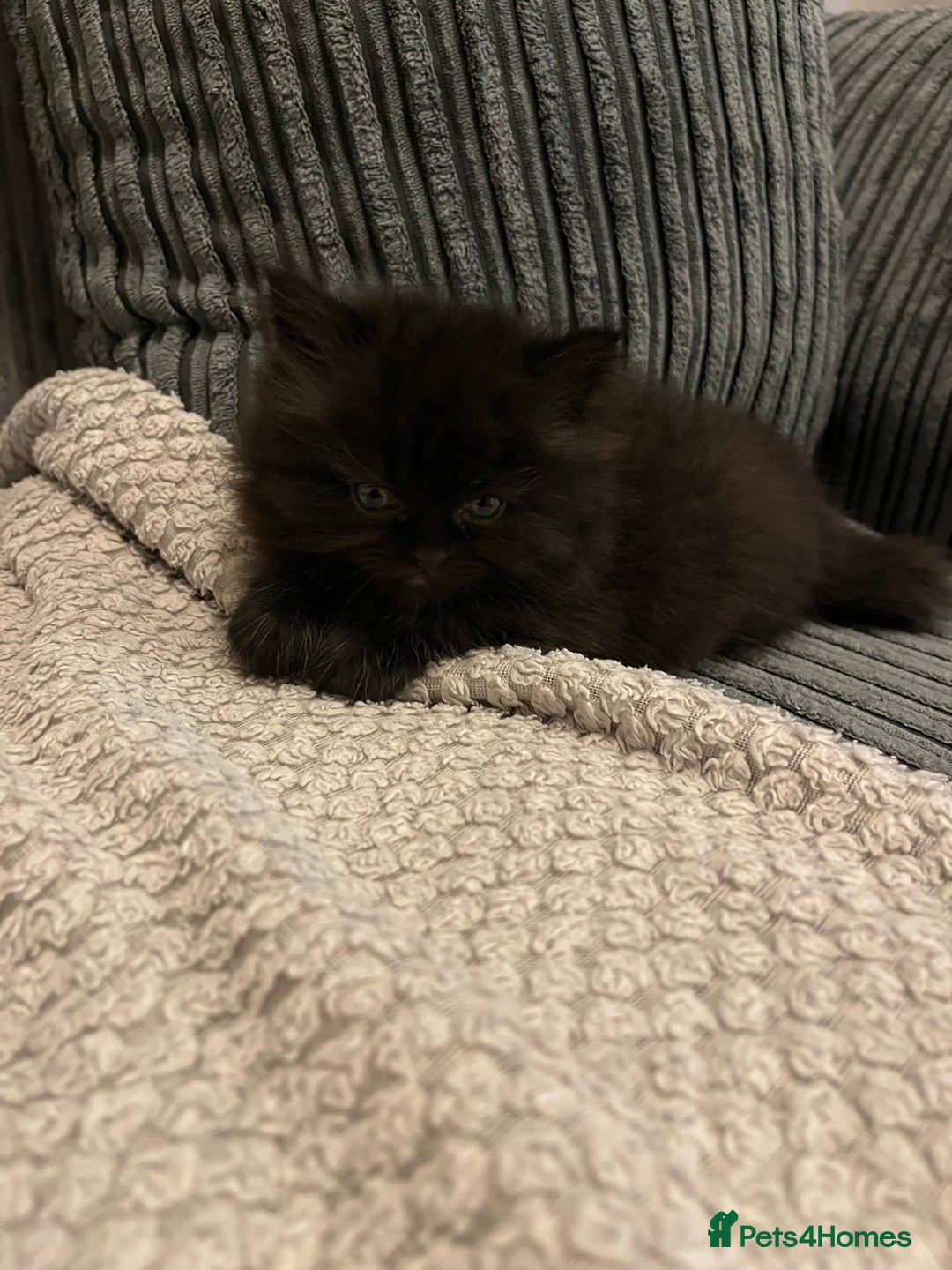 Himalayan cats for sale: Himalayan x chinchilla Persian  - Advert 8