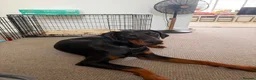 Dobermann dogs for sale: 9 month old Doberman  in Chichester - Advert 4