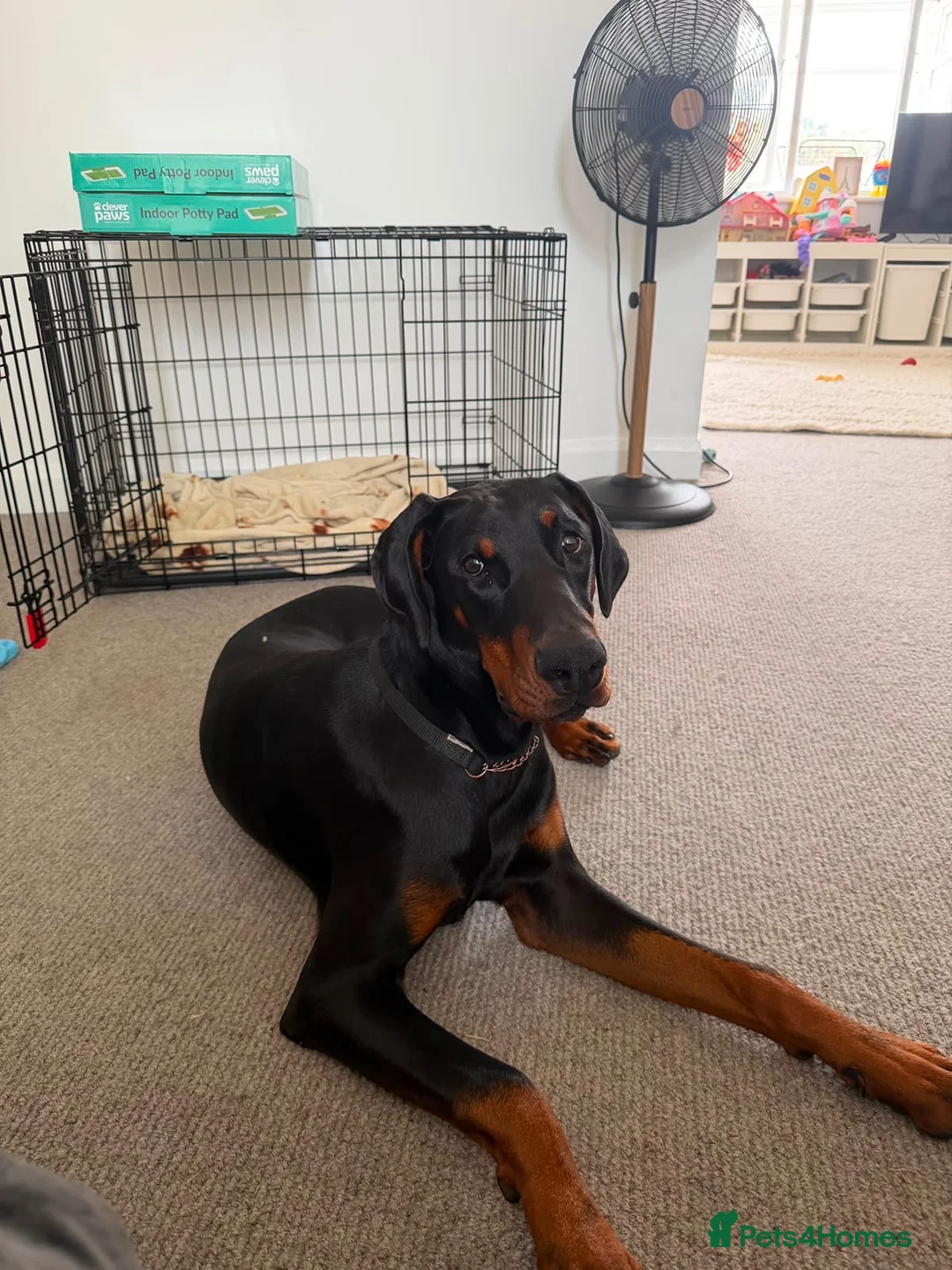 Dobermann dogs for sale: 9 month old Doberman  in Chichester - Advert 4