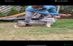 American Bully dogs for sale: pocket bully pups, ABKC registered, 14wks old. - Image 20