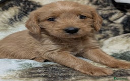 Mini Goldendoodle dogs for sale: Beautiful Mini Goldador Doodle puppies, DNA clear - Image 3