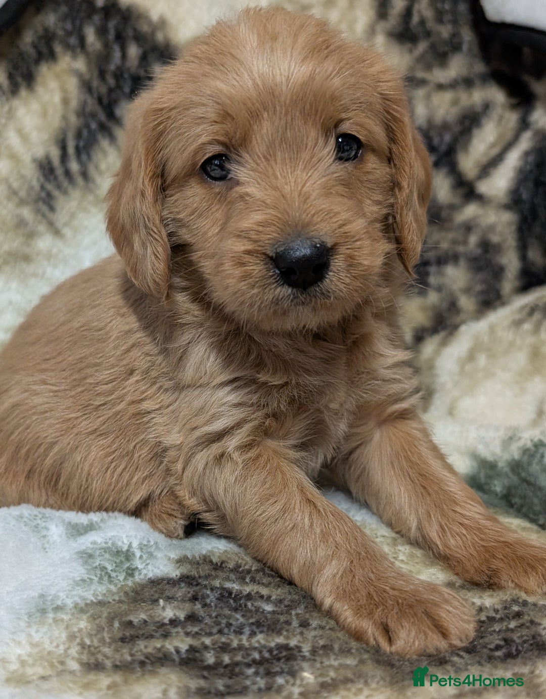 Mini Goldendoodle dogs for sale: Beautiful Mini Goldador Doodle puppies, DNA clear - Image 3