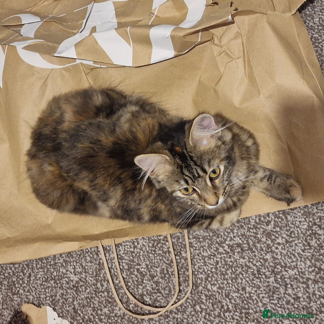 Mixed Breed cats for sale: Dusty and Misty are Affectionate and loving Duo - Image 11