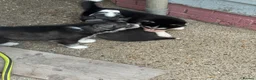 Siberian Husky dogs for sale: Puppies ready to go in London - Advert 6