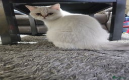 British Shorthair cats for sale: CUTE BRITISH SHORT HAIR LOOKING FOR FOREVER HOME - Image 5