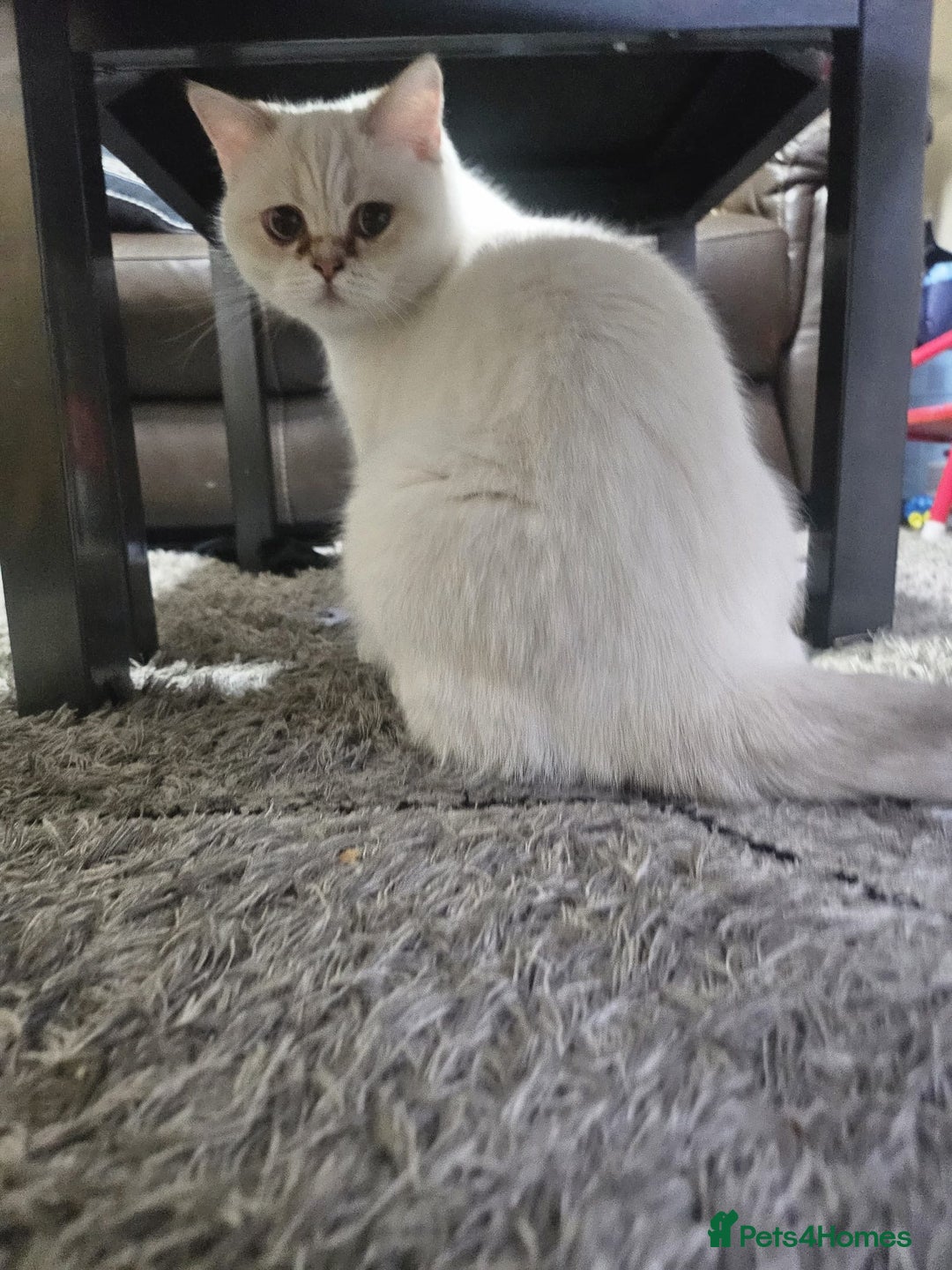 British Shorthair cats for sale: CUTE BRITISH SHORT HAIR LOOKING FOR FOREVER HOME - Image 5