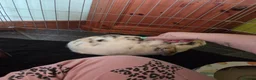 English Spot rabbits for sale: Neutred beautiful boy looking gor his forever home - Advert 12