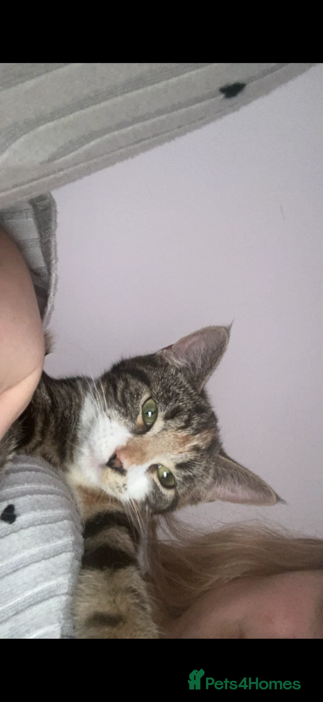 Mixed Breed cats for sale: 10 month old cat in Manchester - Advert 2