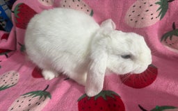 Mini Lop rabbits for sale: male lop ready to go  - Image 4