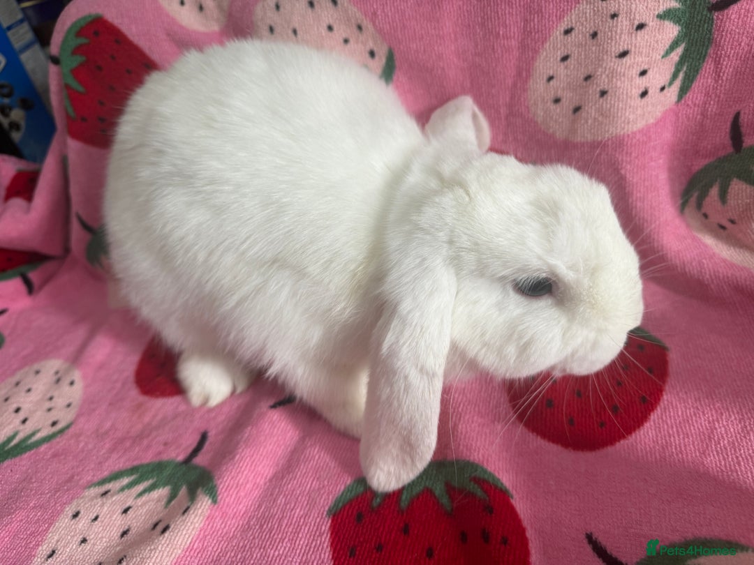 Mini Lop rabbits for sale: male lop ready to go  - Image 4