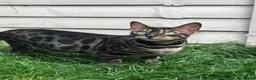 Bengal cats for sale: 🌟Pedigree bengal kittens 🌟 - Advert 7