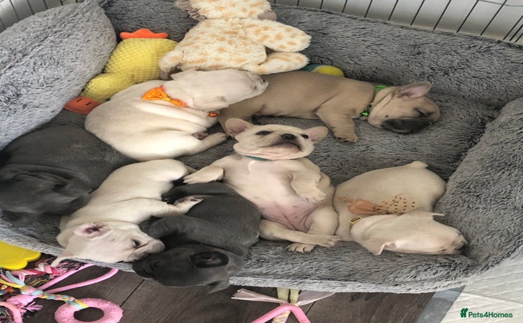 French Bulldog dogs in Manchester - Advert 11