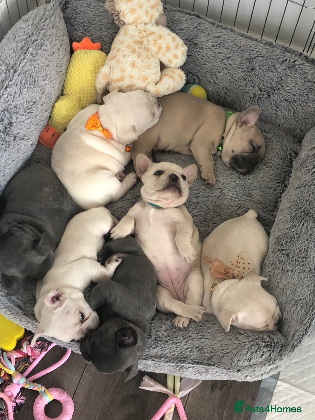 French Bulldog dogs for sale: French bulldog puppies in Manchester - Image 1