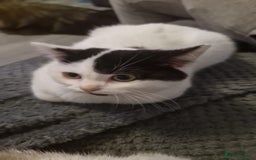 Selkirk Rex cats for sale: Tica reg  pedigree selkirk rex kittens ready now  - Advert 27