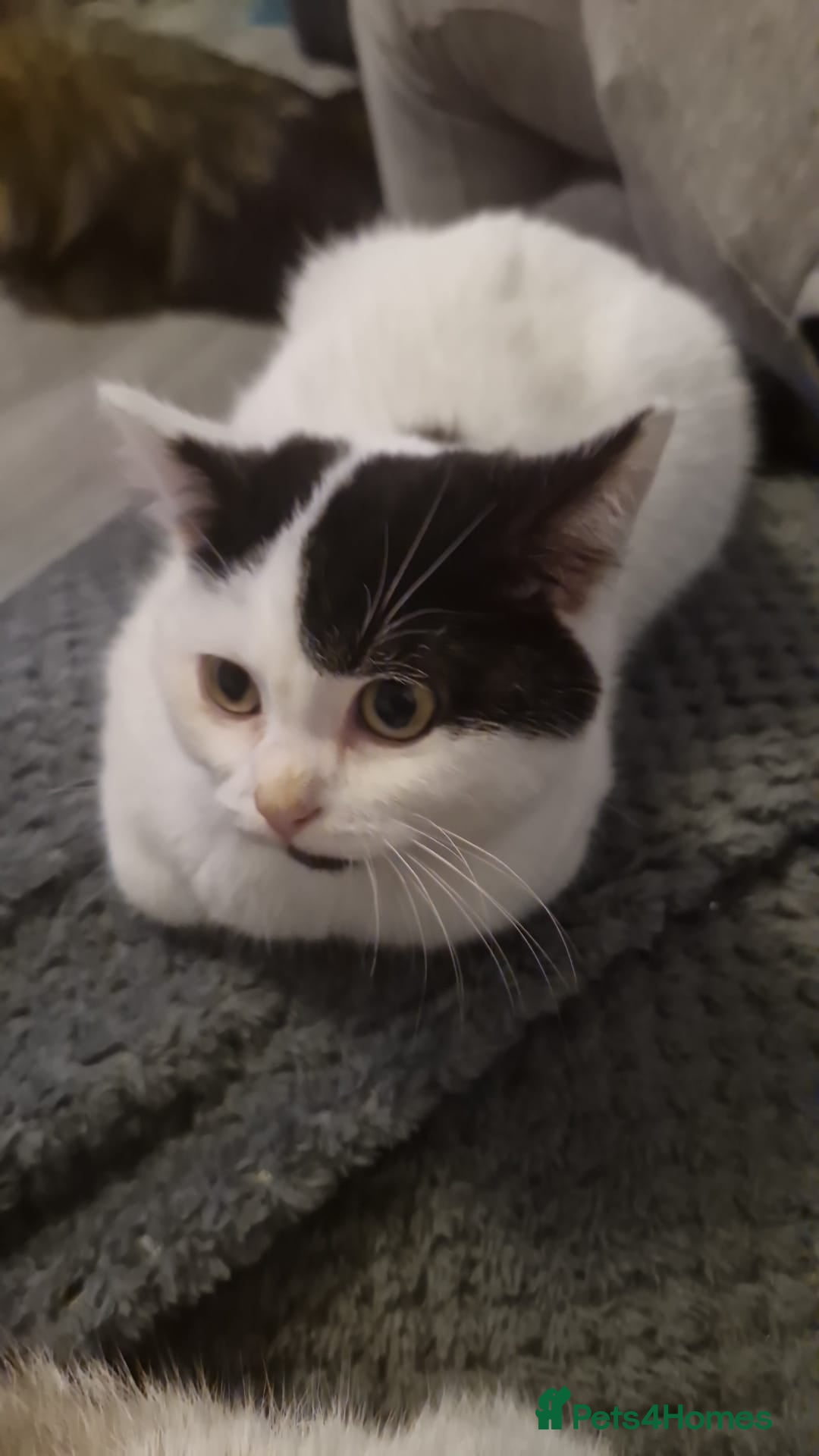 Selkirk Rex cats for sale: Tica reg  pedigree selkirk rex kittens ready now  - Advert 27