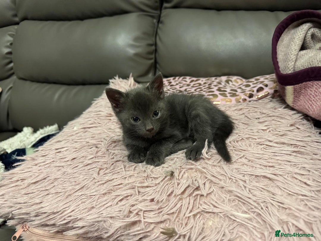 Bengal cats for sale: Bengal Mixed Litter - 2 Ginger & 1 Blue/Grey - Image 23