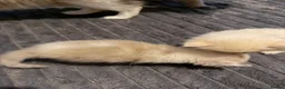 Ragdoll cats for sale: Beautiful little fluffy ragdolls - Advert 12