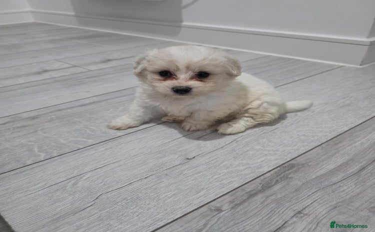Cavachon dogs - Advert 1