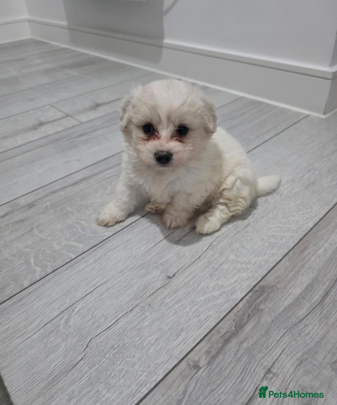 Cavachon dogs for sale: Cavachon puppies  - Image 1