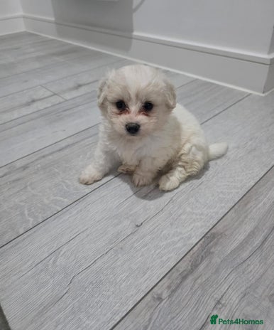 Cavachon dogs - Advert 1