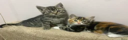 Mixed Breed cats for sale: Two playful, cheeky girls  - Advert 2