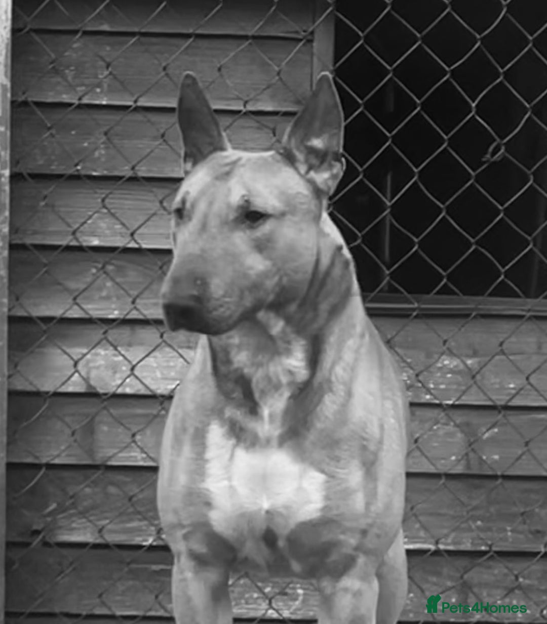 English Bull Terrier dogs for sale: English bull terrier pups - Advert 8