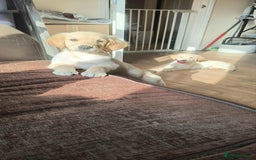 Golden Retriever dogs for sale: Ready to leave now 💕 fully vaccinated 🥰 - Image 3