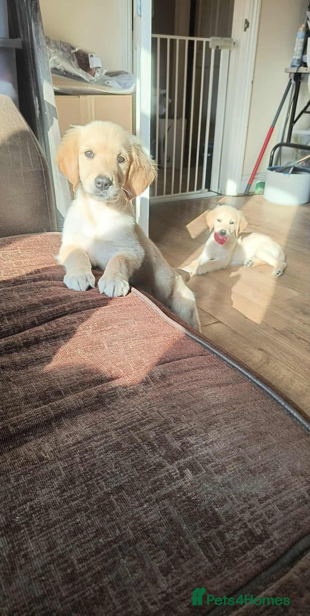 Golden Retriever dogs for sale: Ready to leave now 💕 fully vaccinated 🥰 - Image 3