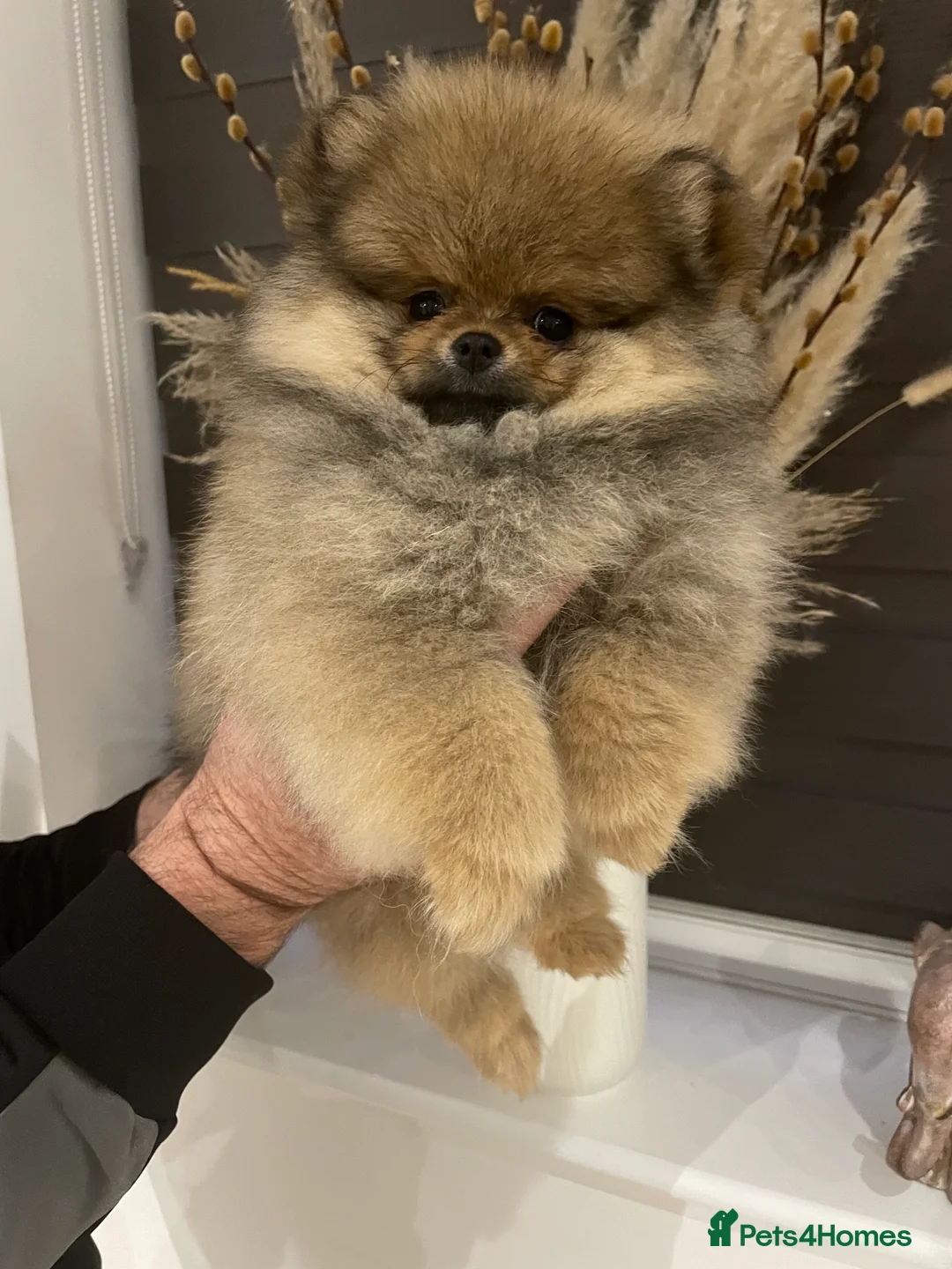 Pomeranian dogs for sale: KC Mini Pomerania  in Bristol - Advert 24