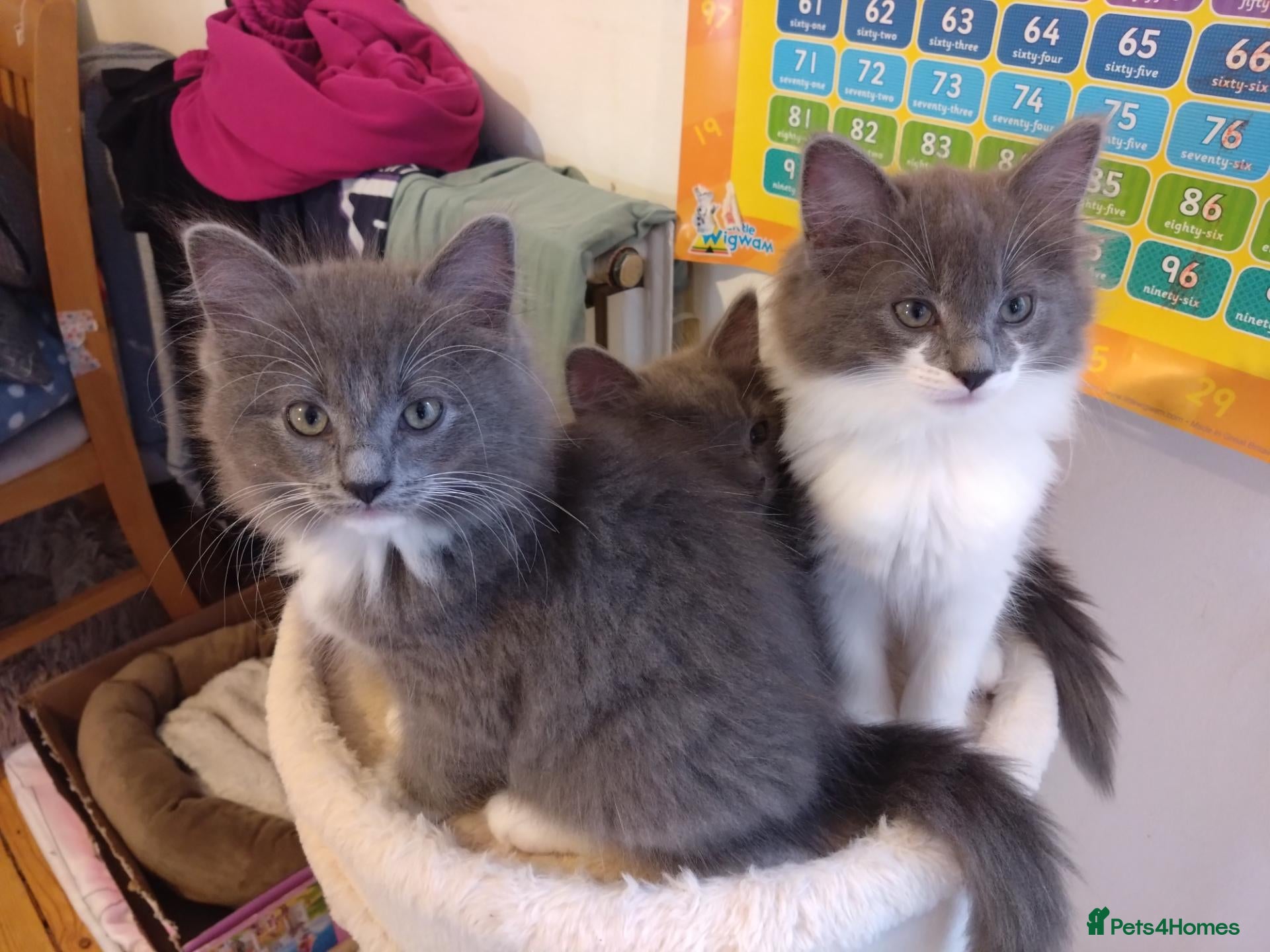 Ragdoll cats for sale: Ragdoll cross kittens - Advert 16