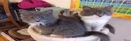 Ragdoll cats for sale: Ragdoll cross kittens in Enfield - Advert 1