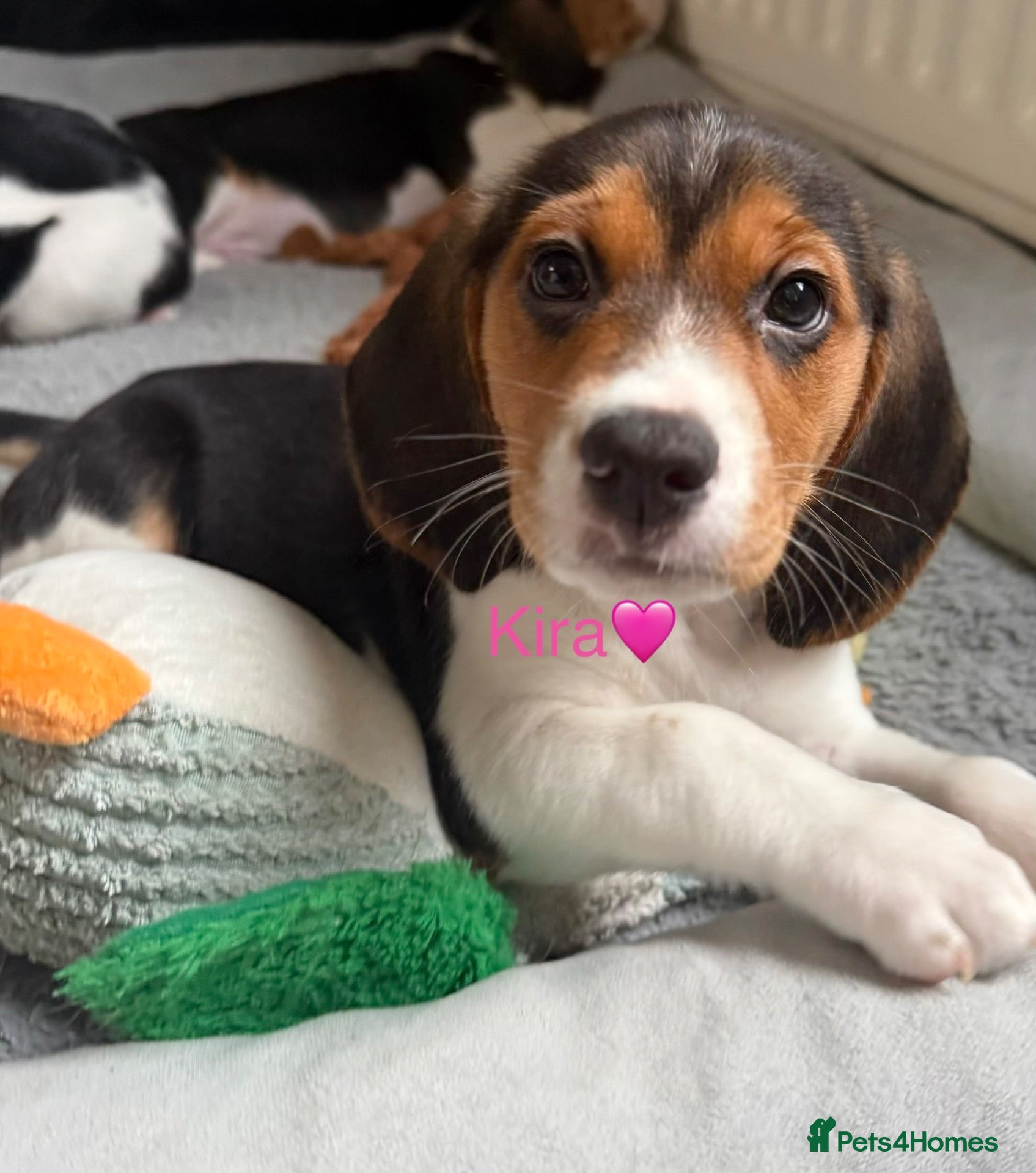 Beagle dogs for sale: Beagle puppies 🐶🐾 ready to leave!!🩷🩵 - Advert 2