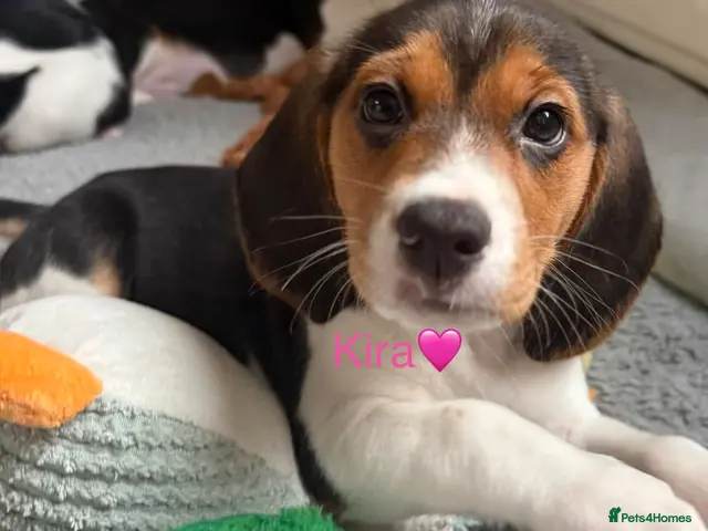 Beagle dogs for sale: Beagle puppies 🐶🐾 ready to leave!!🩷🩵 - Advert 2