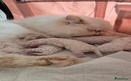 Persian cats for sale: Persian Kittens  - Image 19