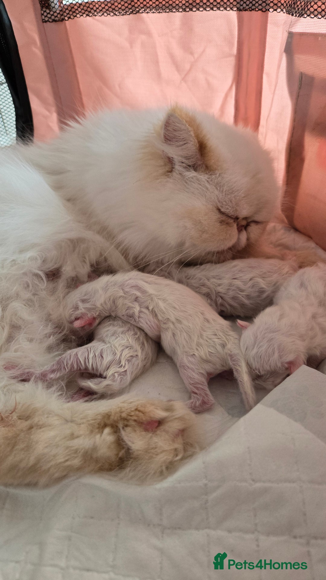 Persian cats for sale: Persian Kittens  - Image 19