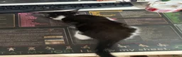 Mixed Breed cats for sale: Three beautiful kittens for sale.  - Advert 10