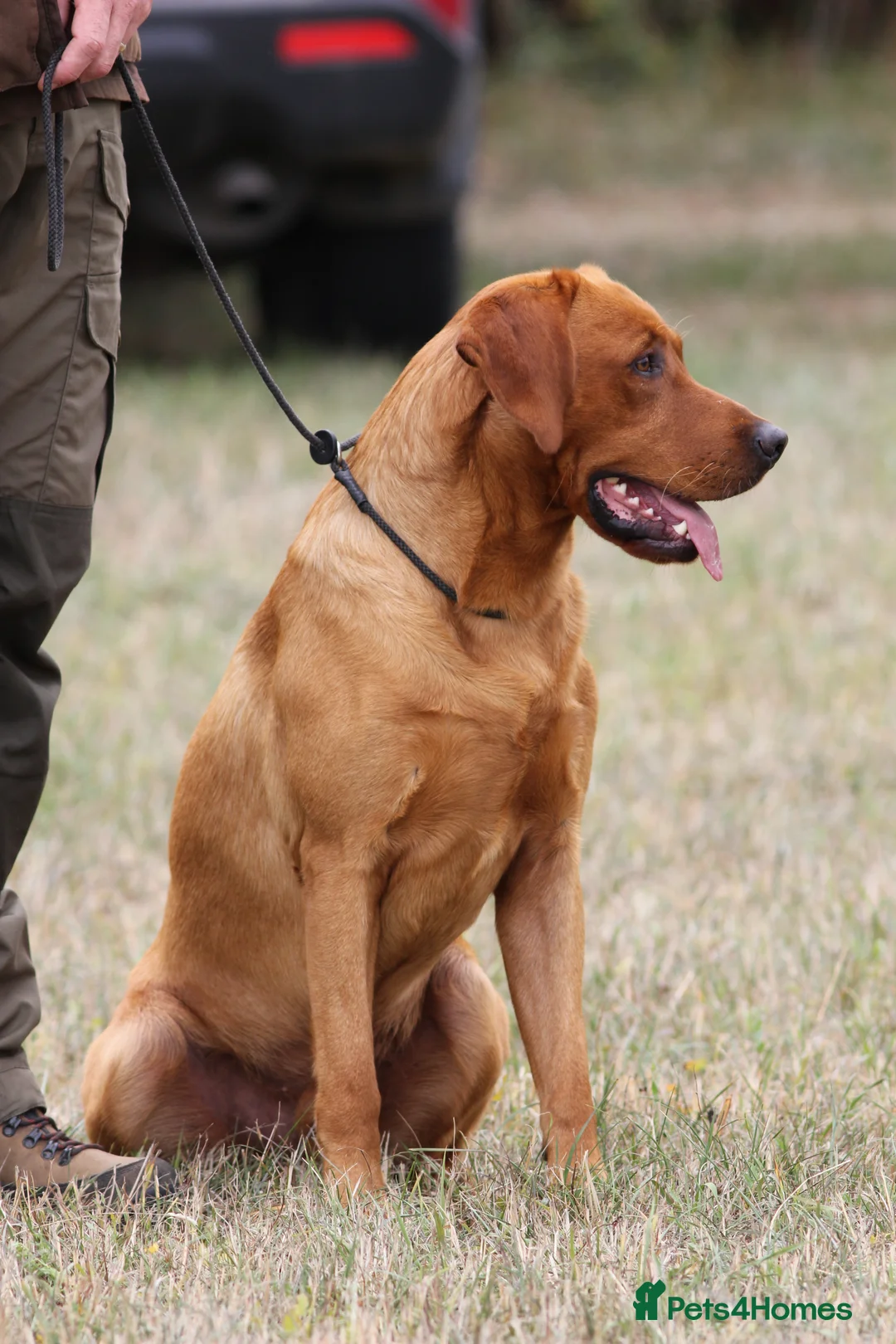 Labrador Retriever dogs for stud: At Stud Autumnsoak Delphinium Bryn Hips 0/0 - Advert 6