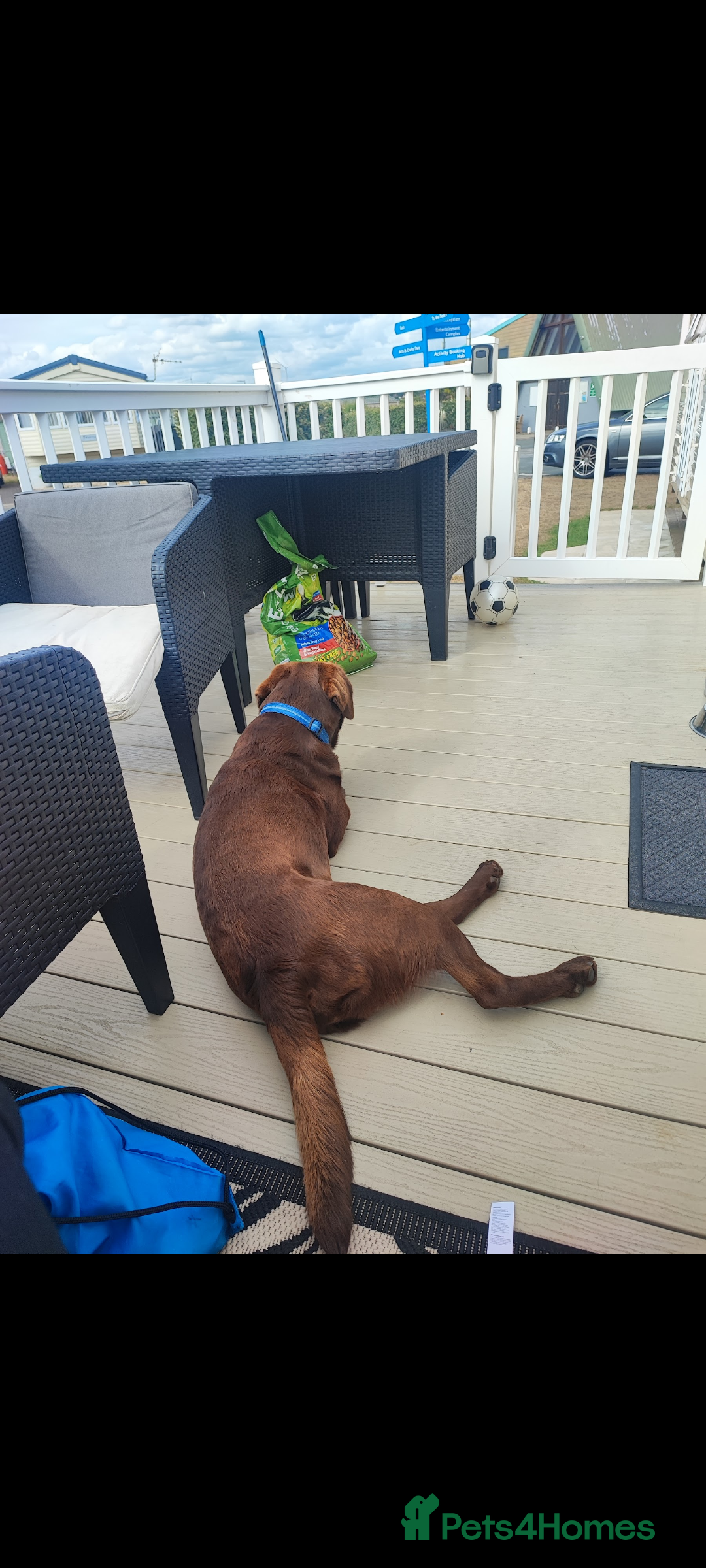 Labrador Retriever dogs for sale: Chocolate Labrador  - Advert 5