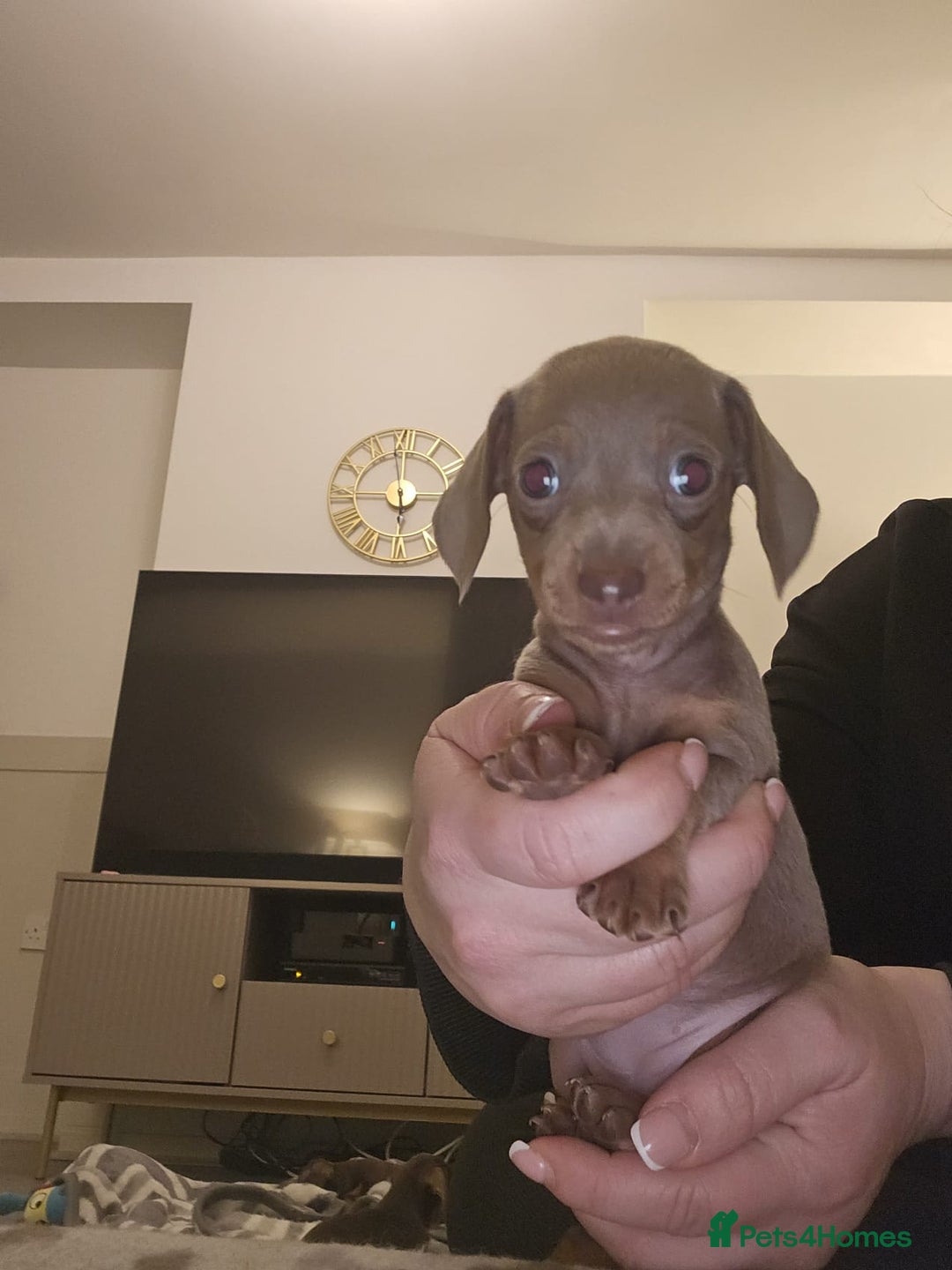 Miniature Dachshund dogs for sale: Stunning miniature dachshund puppies - Advert 21